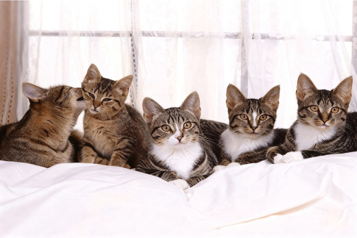 �1761025 �������(a): ����������:1920x1280